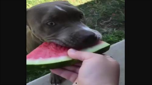 狗狗吃瓜照片搞笑,狗狗吃瓜萌态百出，笑料连连